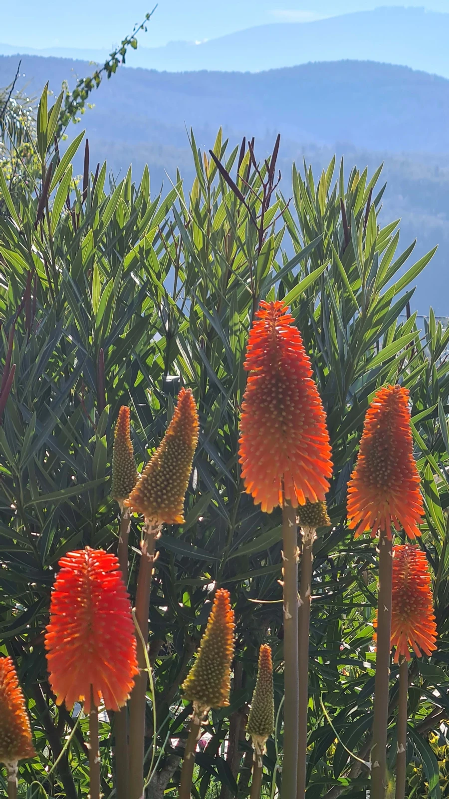 Quinta para Venda em Cerdeira e Moura da Serra Foto 99