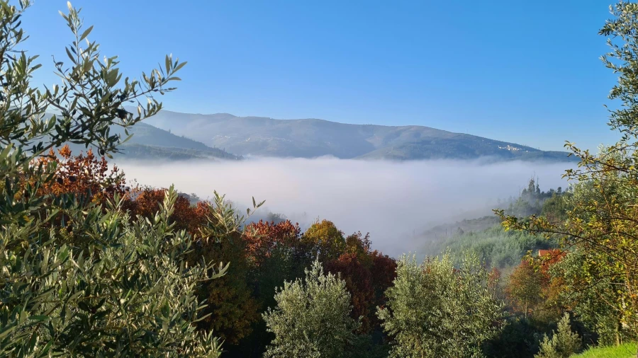 Quinta para Venda em Cerdeira e Moura da Serra Foto 107