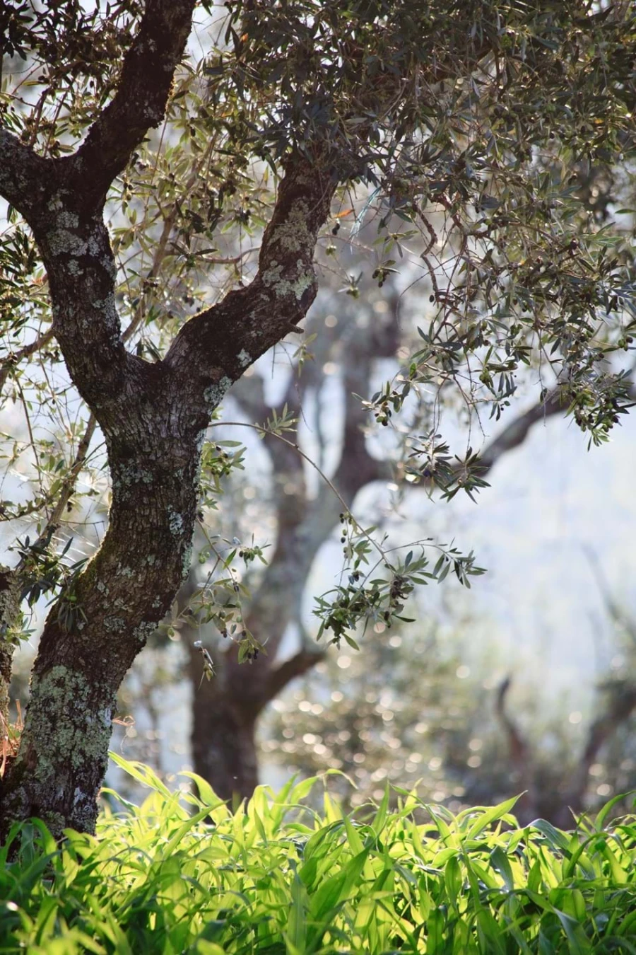 Quinta para Venda em Cerdeira e Moura da Serra Foto 105