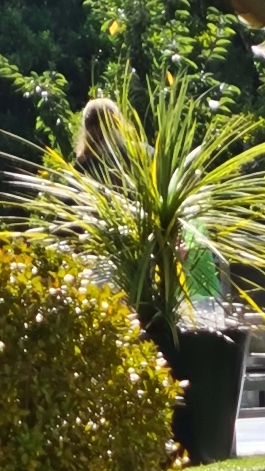 Quinta para Venda em Cerdeira e Moura da Serra Foto 98