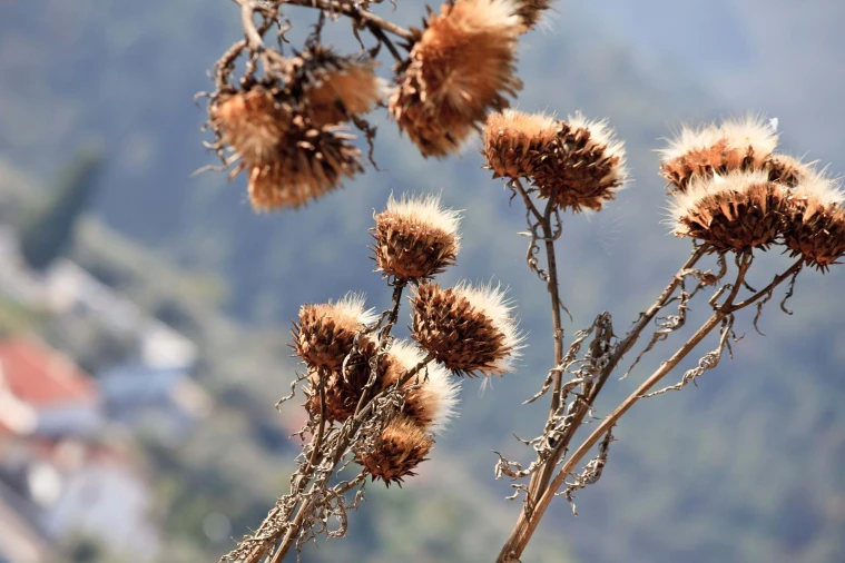 Quinta para Venda em Cerdeira e Moura da Serra Foto 109