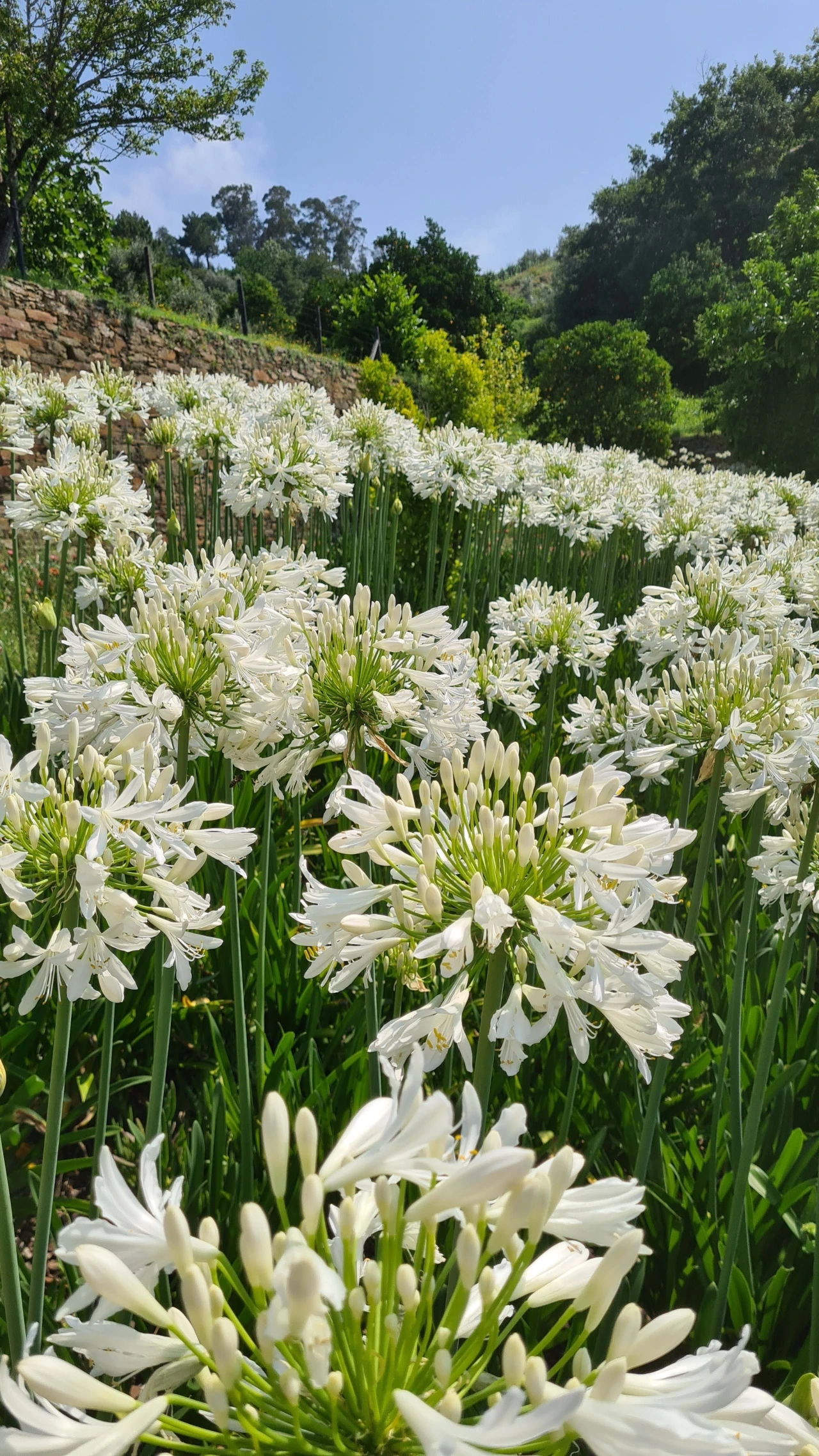 Quinta para Venda em Cerdeira e Moura da Serra Foto 104