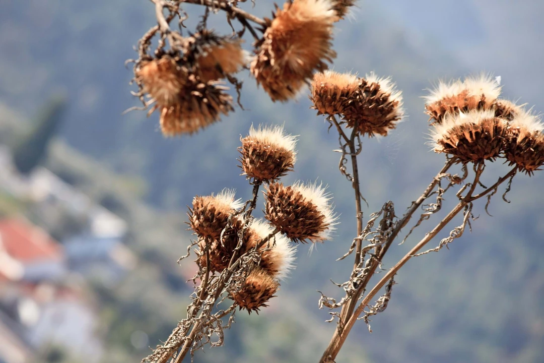 Quinta para Venda em Cerdeira e Moura da Serra Foto 109