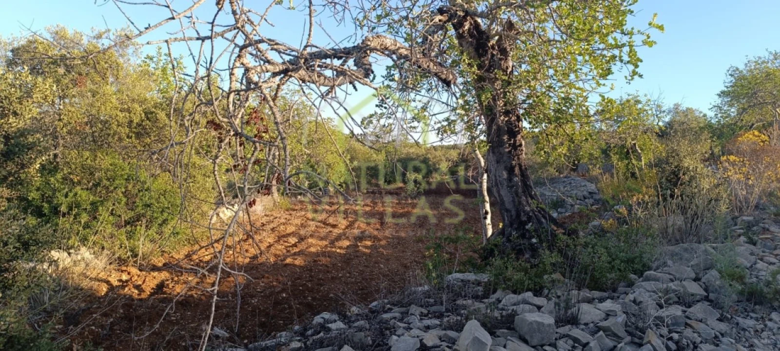 Terreno Agricola ou Rústico para Venda em Conceição e Estoi Foto 2