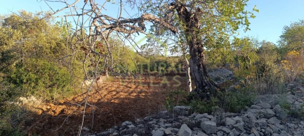 Terreno Agricola ou Rústico para Venda em Conceição e Estoi