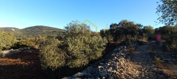 Terreno Agricola ou Rústico para Venda em Conceição e Estoi