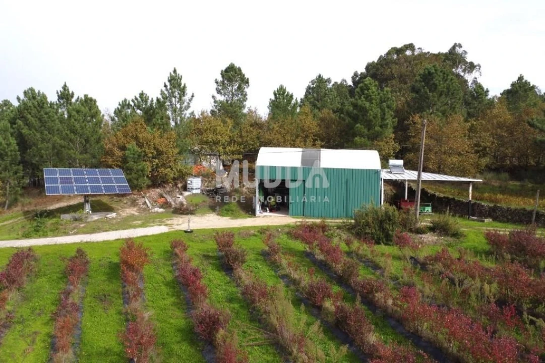 Quinta T3 para Venda em Oliveira do Douro Foto 24