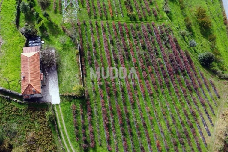 Quinta T3 para Venda em Oliveira do Douro Foto 33