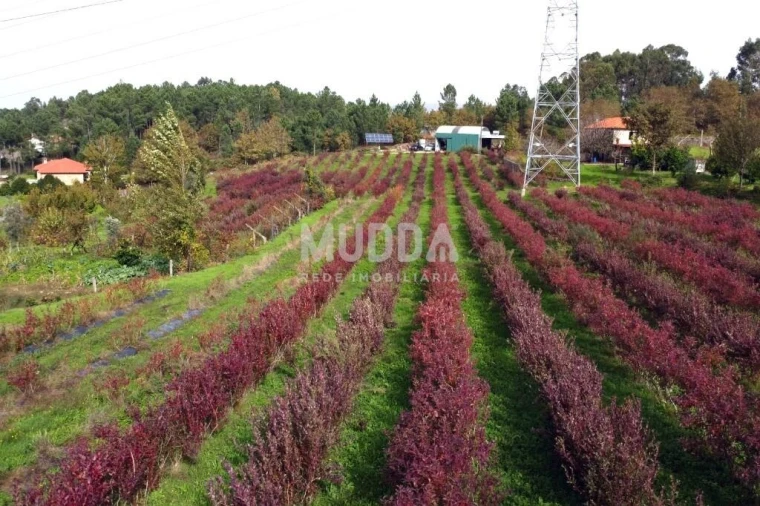 Quinta T3 para Venda em Oliveira do Douro Foto 23