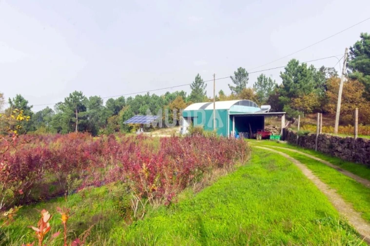 Quinta T3 para Venda em Oliveira do Douro Foto 40