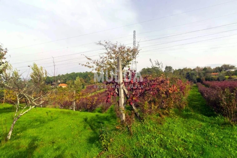 Quinta T3 para Venda em Oliveira do Douro Foto 47