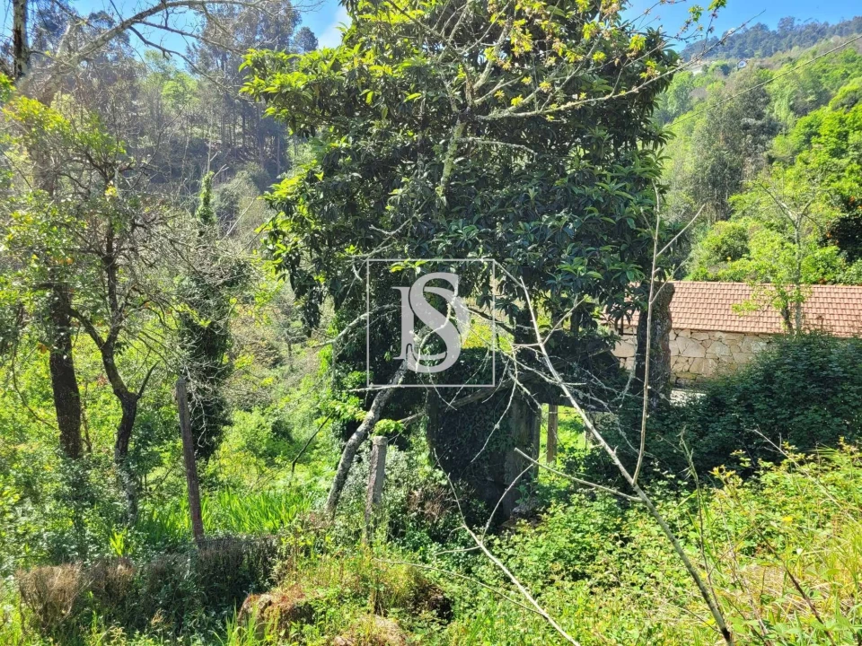 Terreno para Venda em Cinfães Foto 3
