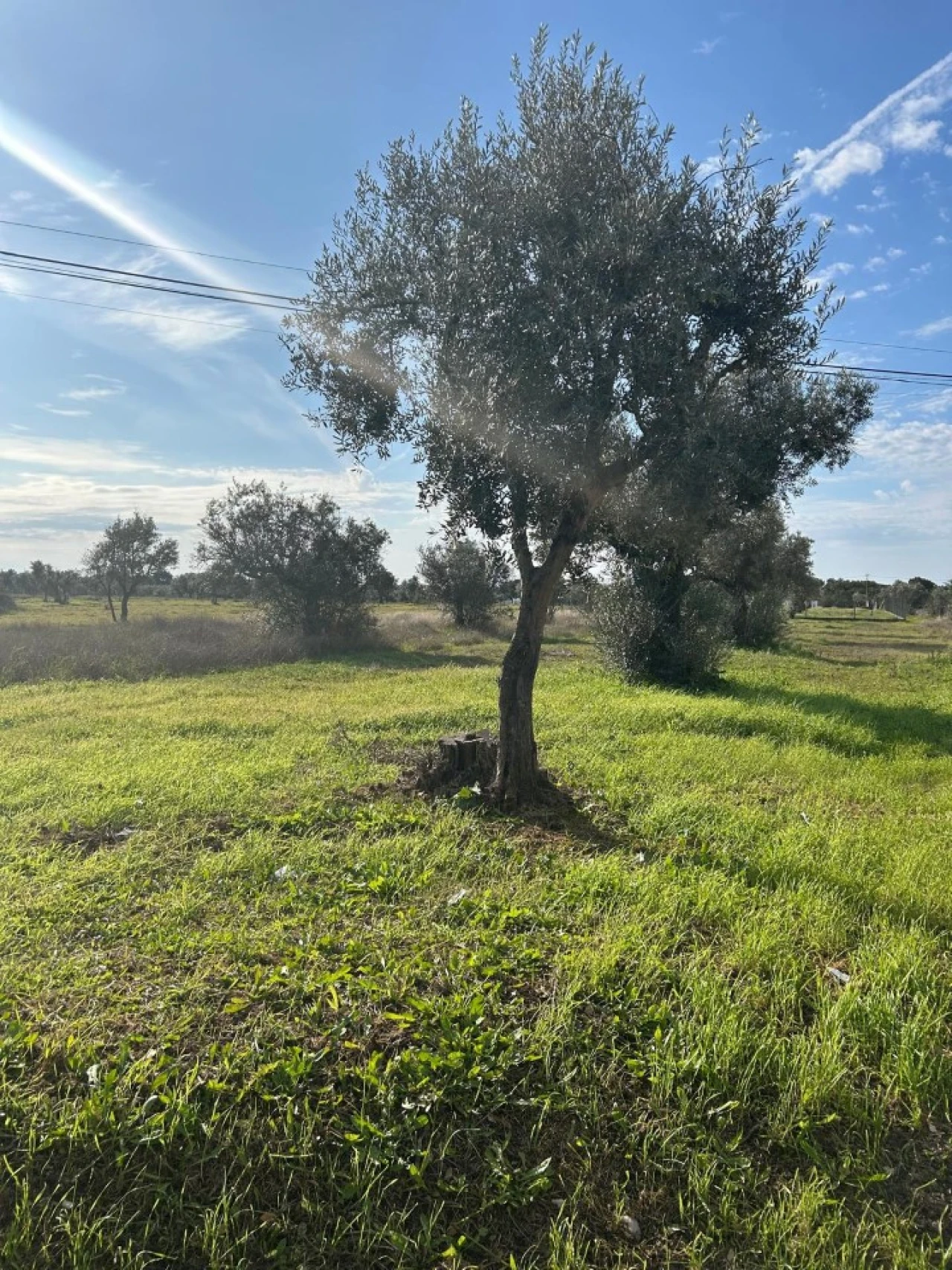 Terreno para Venda em Pego Foto 2