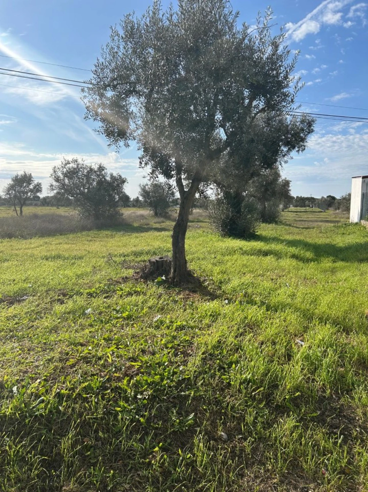 Terreno para Venda em Pego Foto 8