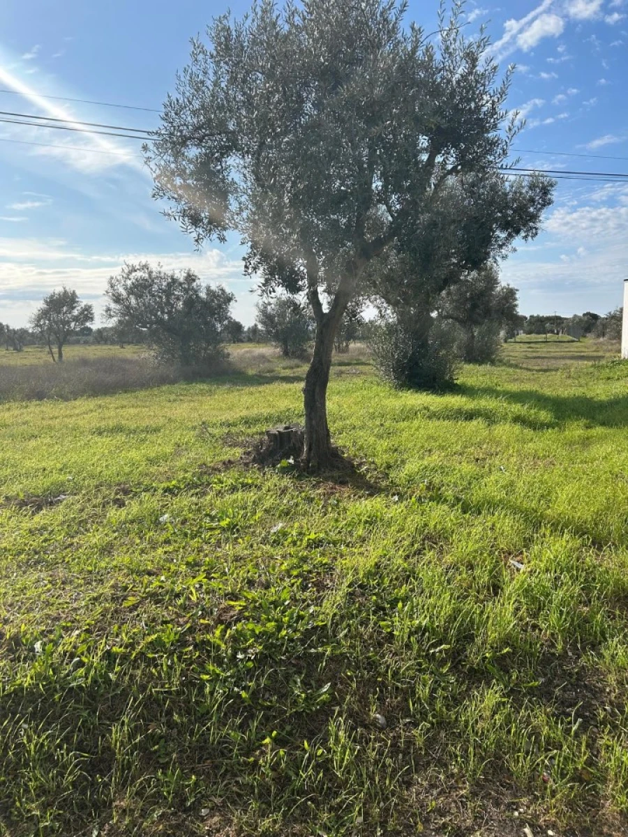 Terreno para Venda em Pego Foto 4