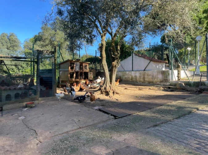 Quinta T4 para Venda em Sesimbra (Castelo) Foto 107