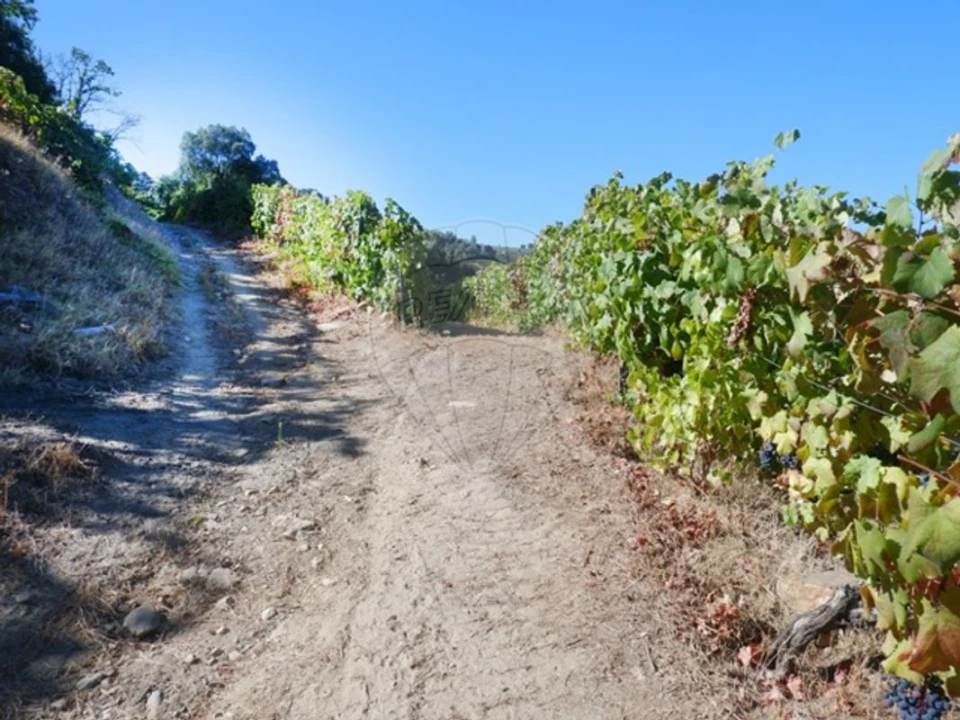 Terreno para Venda em Tabuaço Foto 14