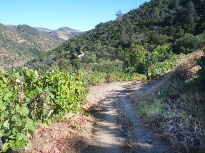 Terreno para Venda em Tabuaço Foto 13