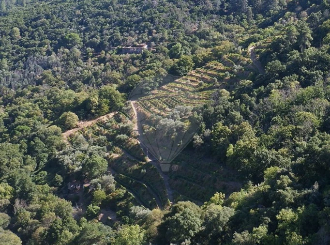 Terreno para Venda em Tabuaço Foto 5