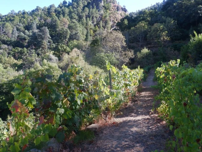Terreno para Venda em Tabuaço Foto 8