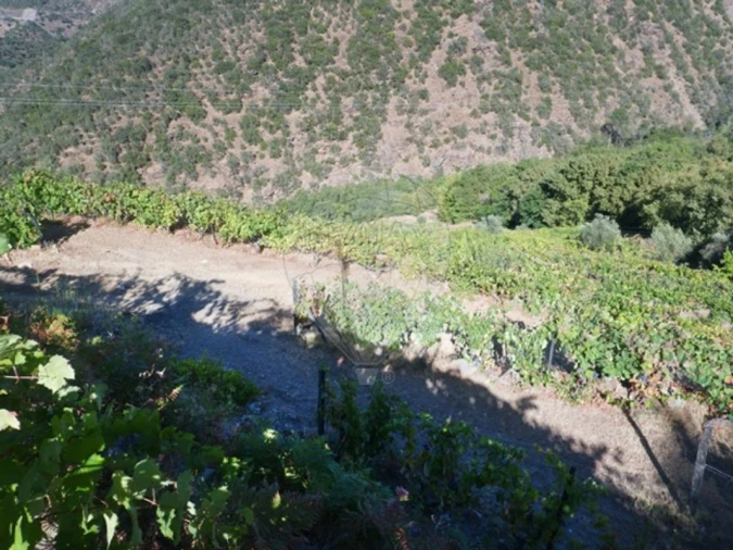 Terreno para Venda em Tabuaço Foto 11