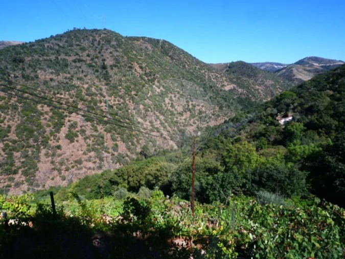 Terreno para Venda em Tabuaço Foto 7