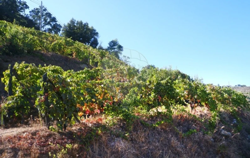 Terreno para Venda em Tabuaço Foto 16