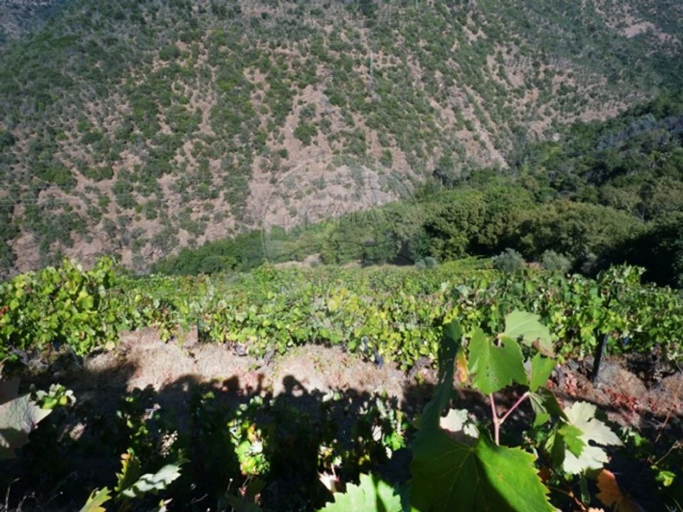 Terreno para Venda em Tabuaço Foto 6