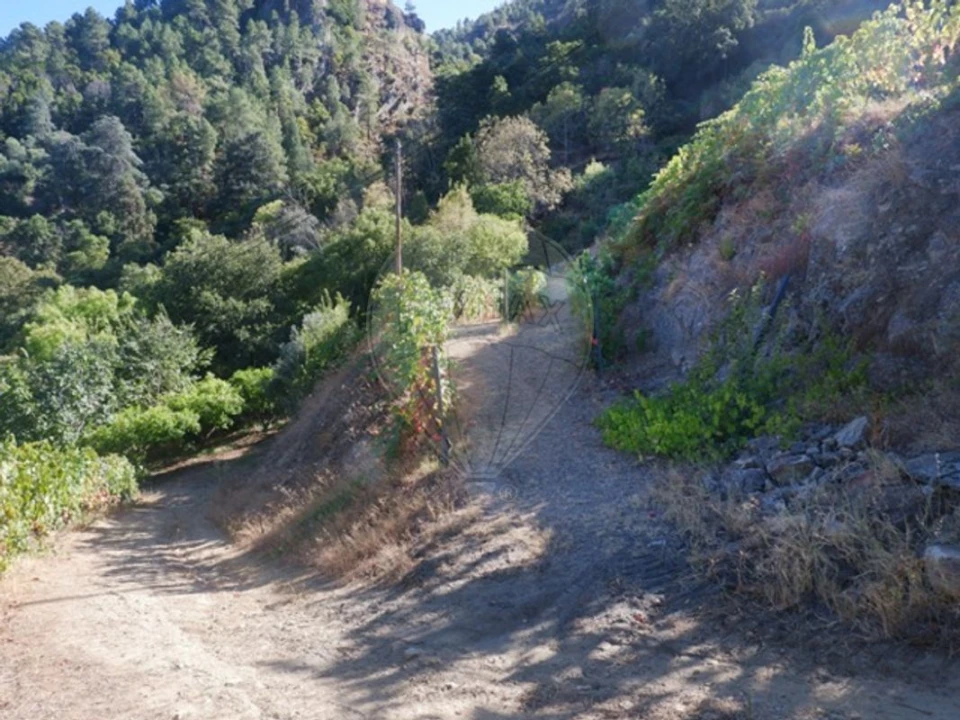 Terreno para Venda em Tabuaço Foto 15