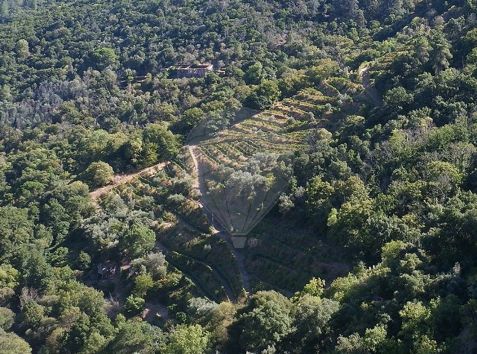 Terreno para Venda em Tabuaço Foto 5