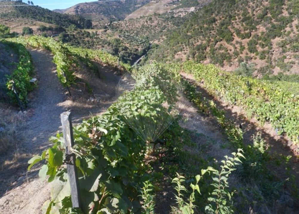 Terreno para Venda em Tabuaço Foto 17