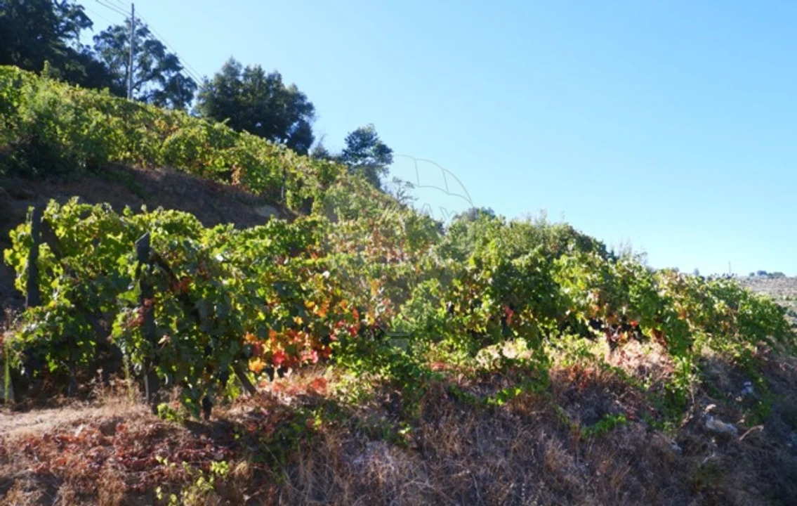 Terreno para Venda em Tabuaço Foto 16