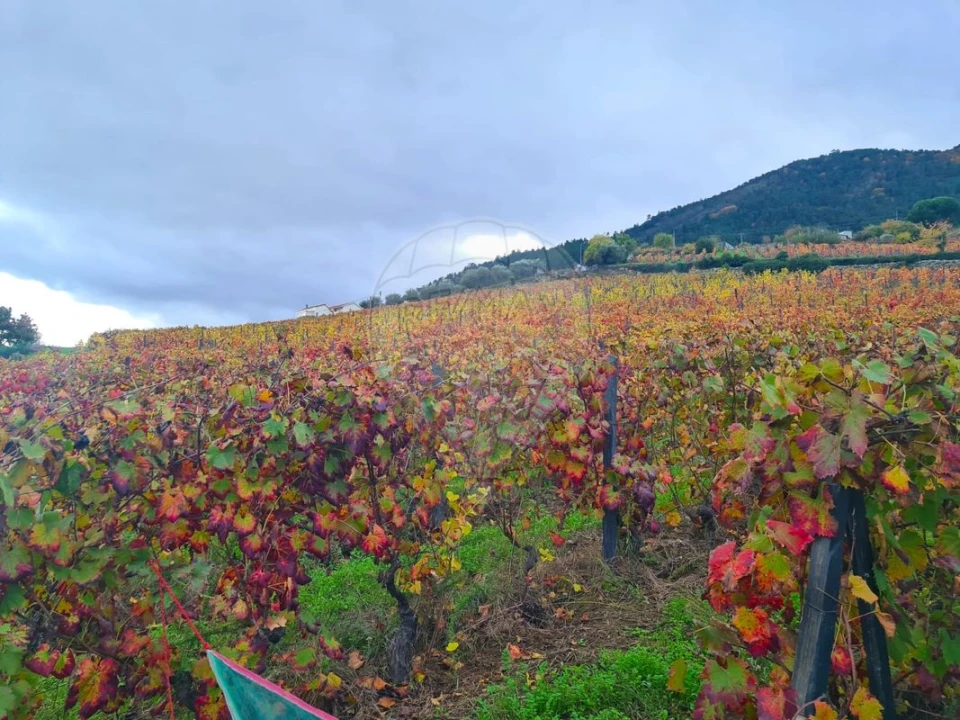 Terreno para Venda em Távora e Pereiro Foto 2