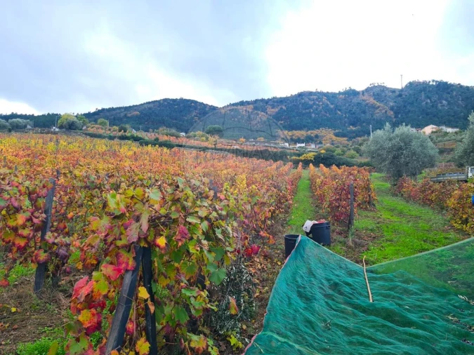 Terreno para Venda em Távora e Pereiro Foto 3