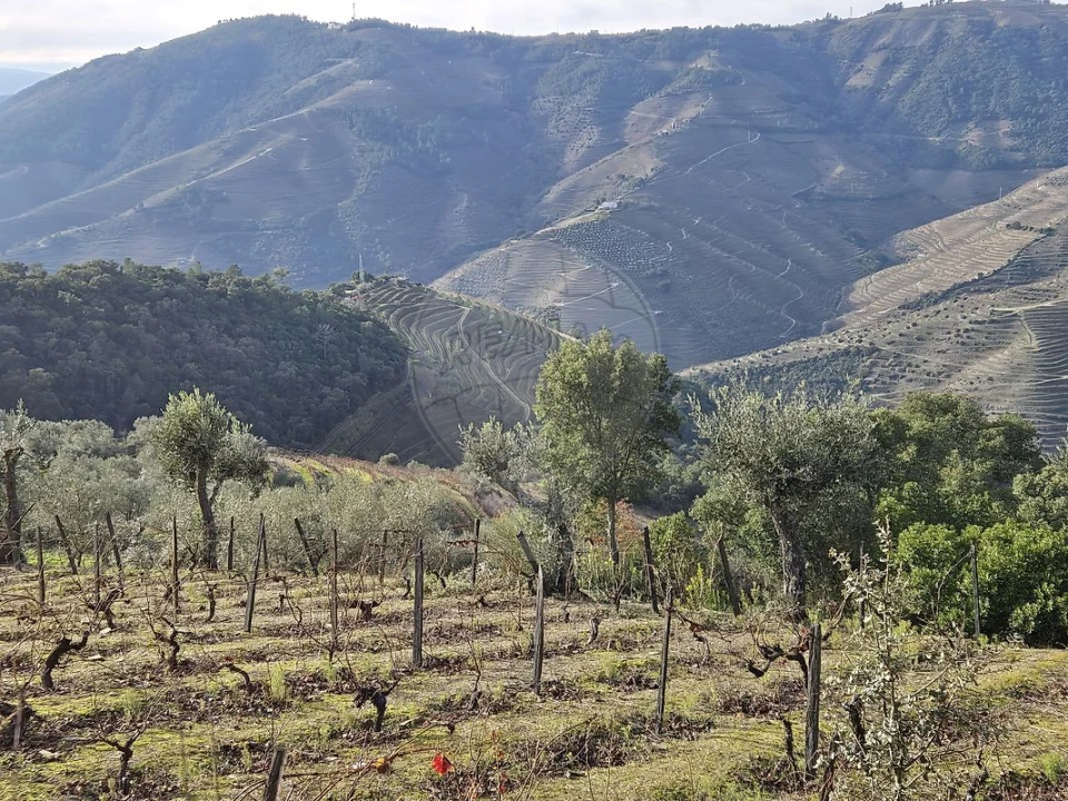 Terreno para Venda em Gouvinhas Foto 13