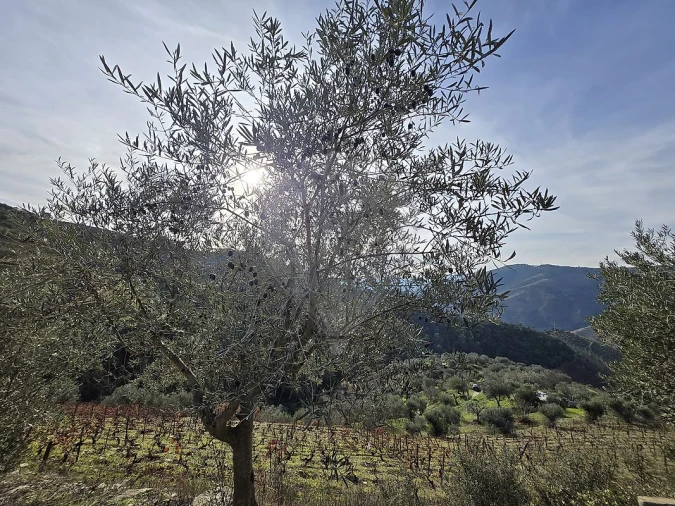 Terreno para Venda em Gouvinhas Foto 11
