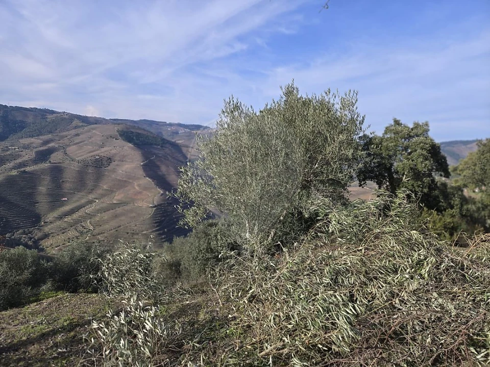 Terreno para Venda em Gouvinhas Foto 16