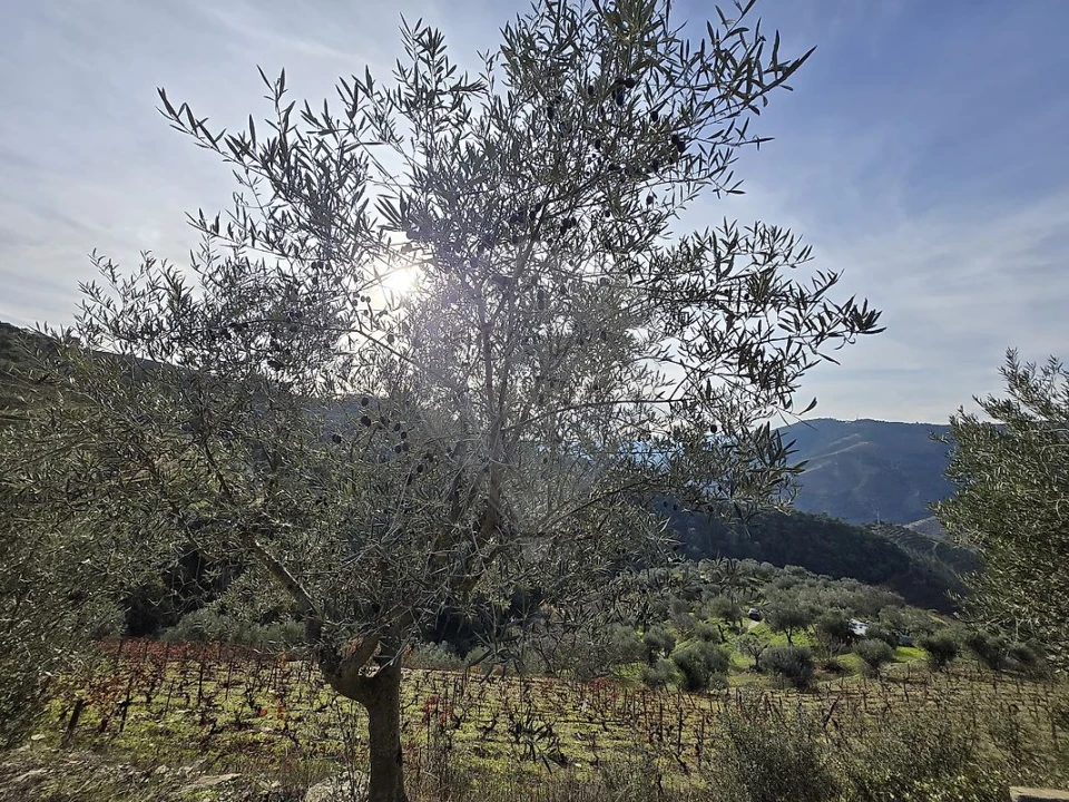 Terreno para Venda em Gouvinhas Foto 11