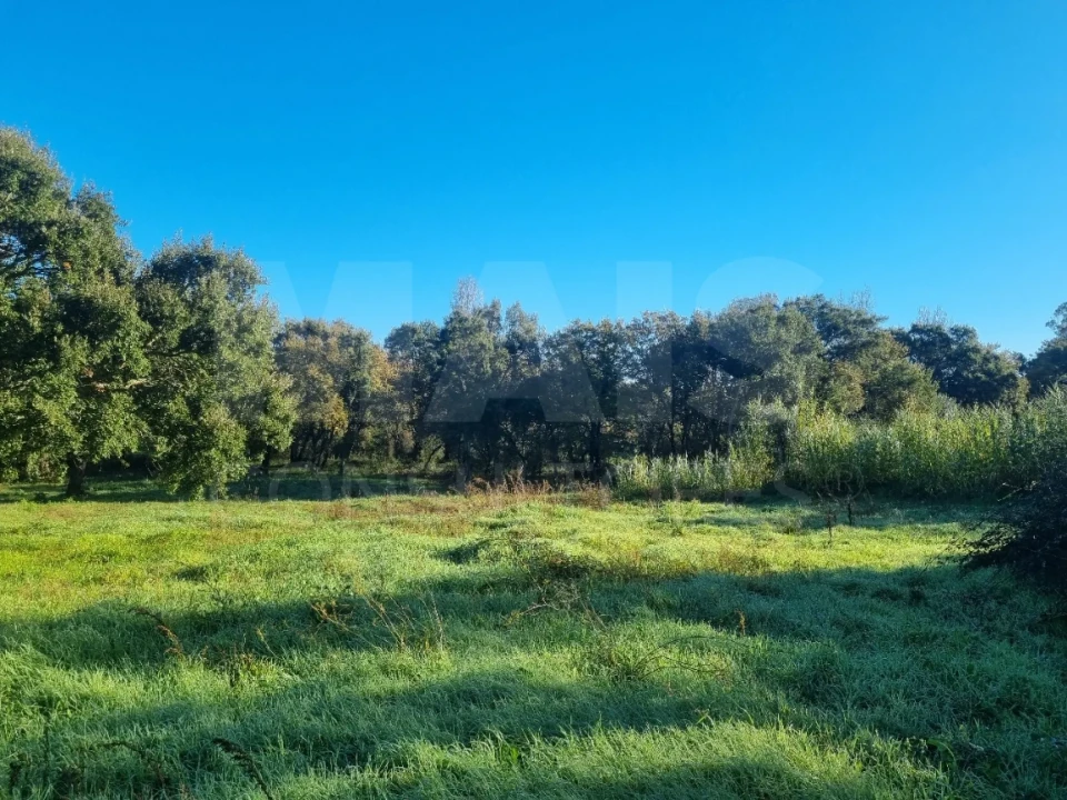 Terreno para Venda em São Pedro de Tomar Foto 2