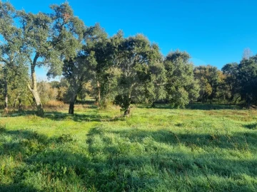 Terreno para Venda em São Pedro de Tomar