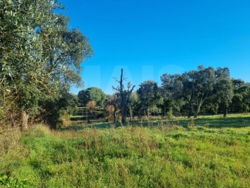 Terreno para Venda em São Pedro de Tomar