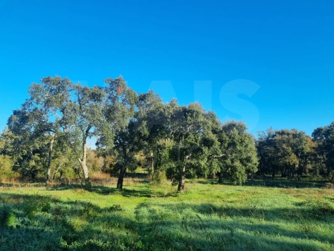 Terreno para Venda em São Pedro de Tomar Foto 6