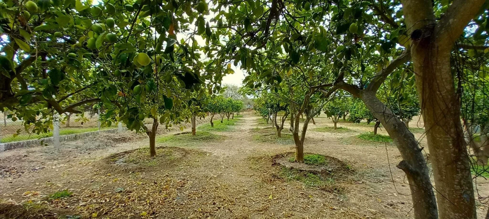 Quinta T2 para Venda em Nossa Senhora das Neves Foto 46