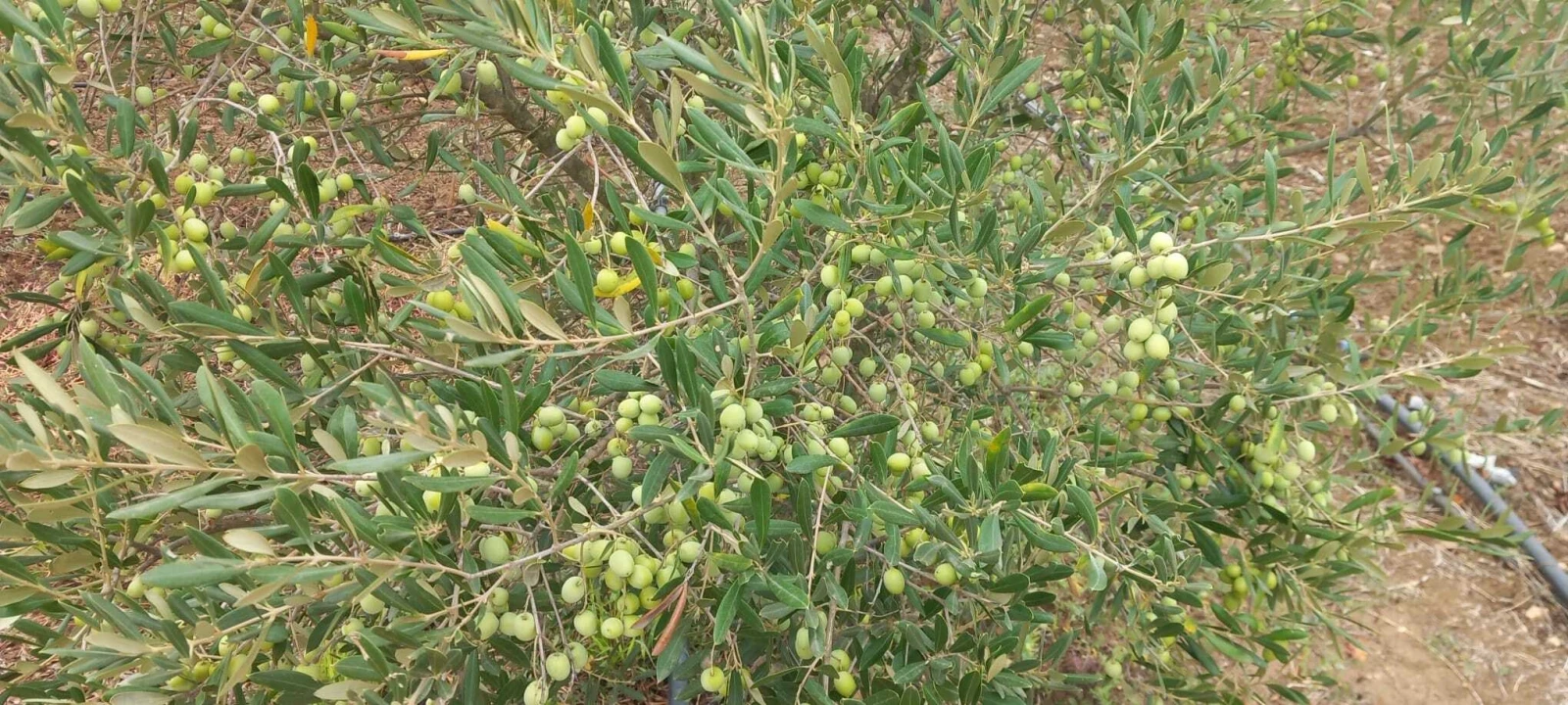Quinta T2 para Venda em Nossa Senhora das Neves Foto 53