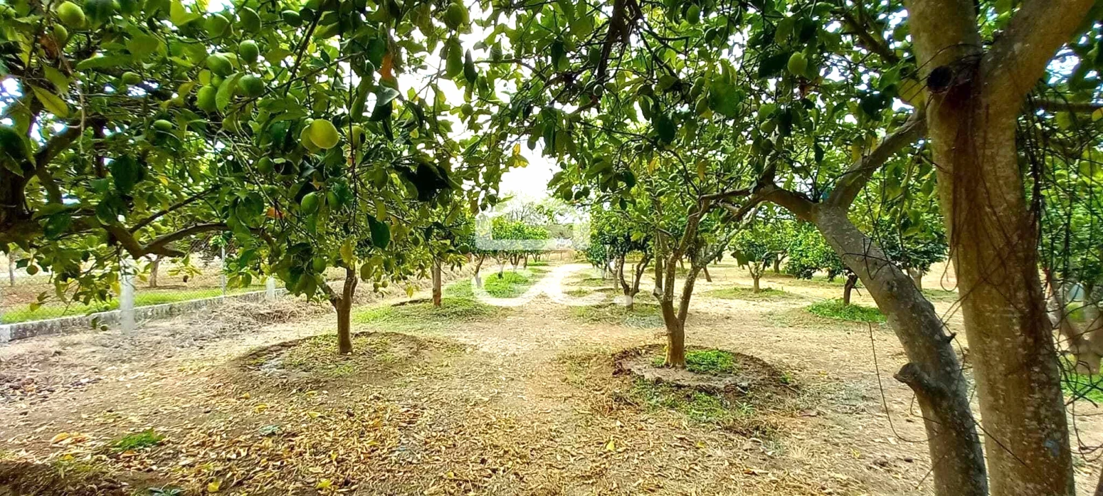 Quinta T2 para Venda em Nossa Senhora das Neves Foto 43