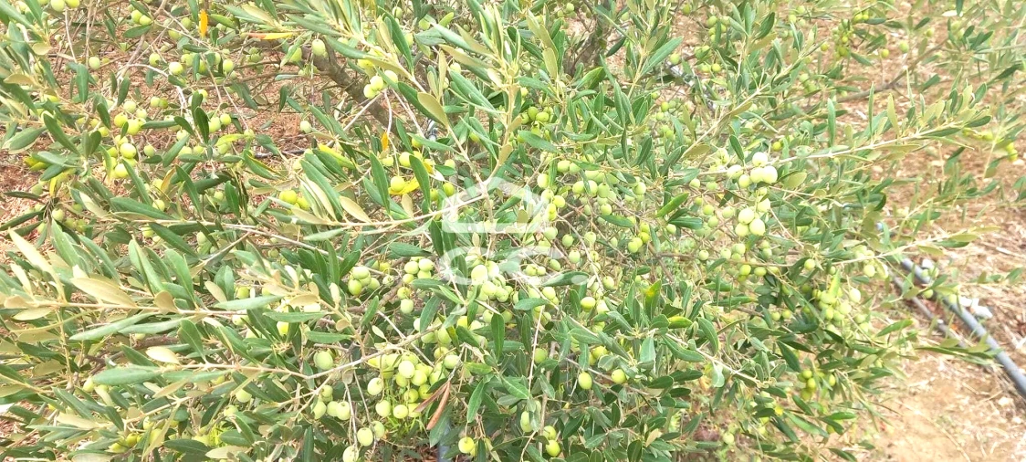 Quinta T2 para Venda em Nossa Senhora das Neves Foto 8
