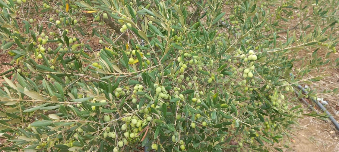 Quinta T2 para Venda em Nossa Senhora das Neves Foto 53