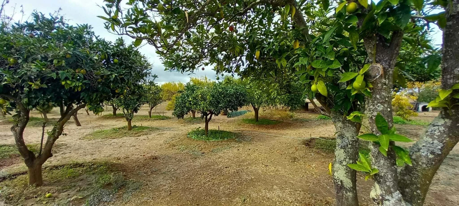 Quinta T2 para Venda em Nossa Senhora das Neves Foto 54