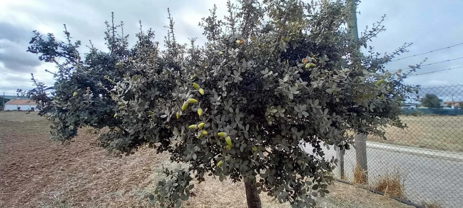 Quinta T2 para Venda em Nossa Senhora das Neves Foto 52