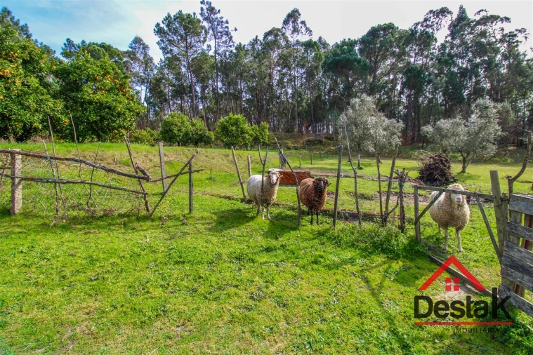 Quinta T0 para Venda em São Miguel do Outeiro e Sabugosa Foto 9